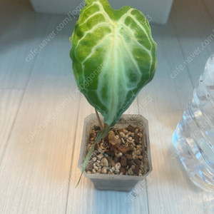 알로카시아 베놈