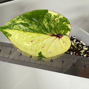 칼라디움 억만장자 태국폼 원종