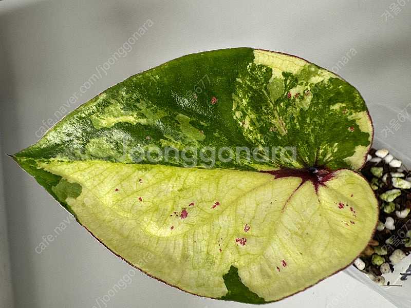 칼라디움 억만장자 태국폼 원종--1