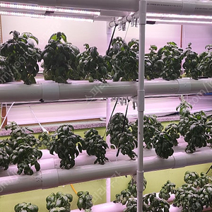 자작 DIY PVC파이프 수경재배기 144구 팝니다