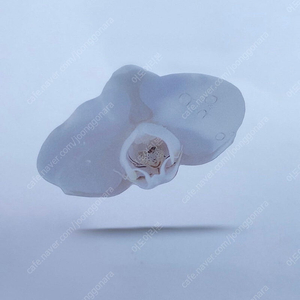 (미개봉) 한정판 이옥토 호접란 책갈피 포함 처음 본 새를 만났을 때처럼