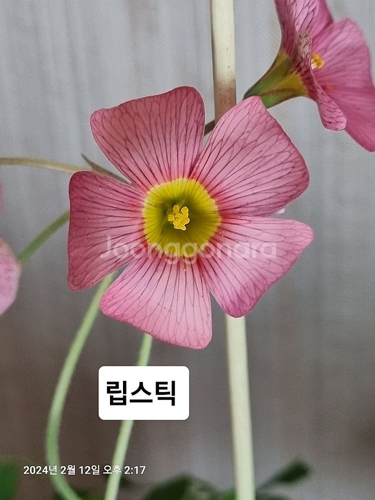 사랑초--0
