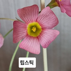 사랑초