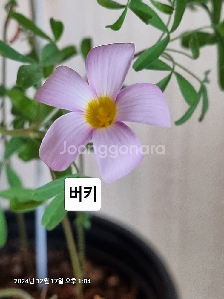 사랑초--1
