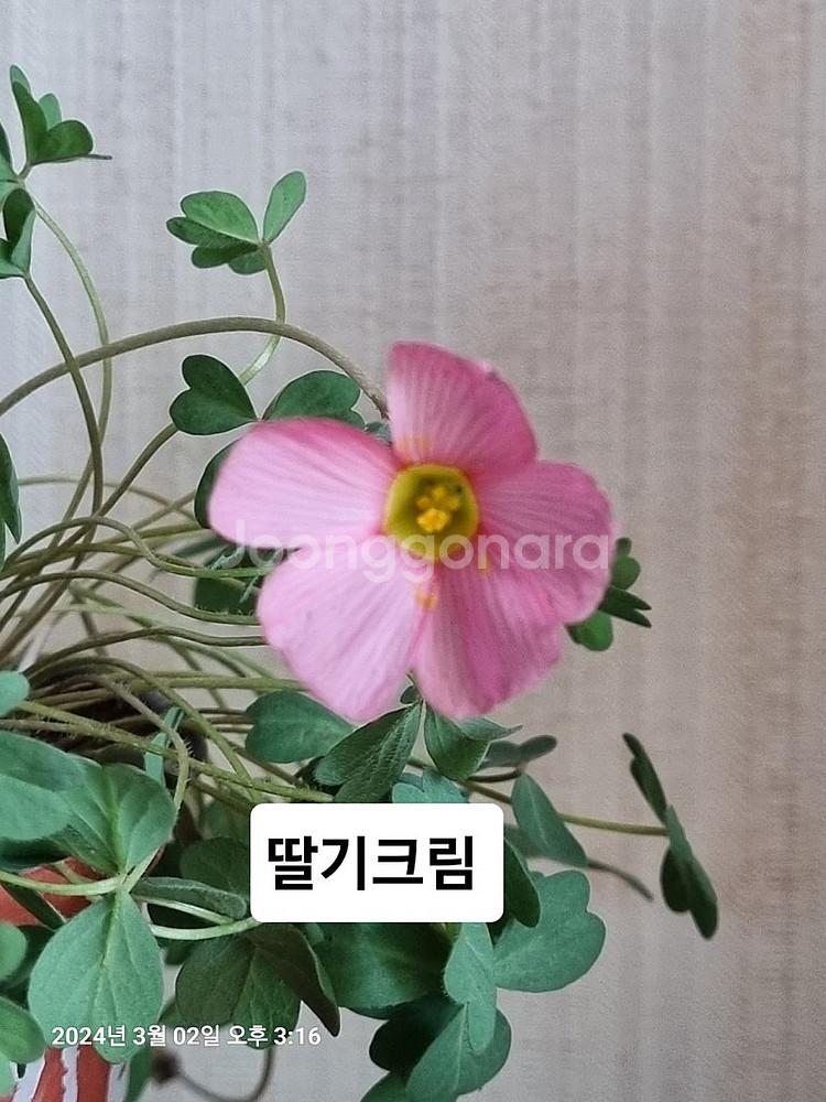 사랑초--3