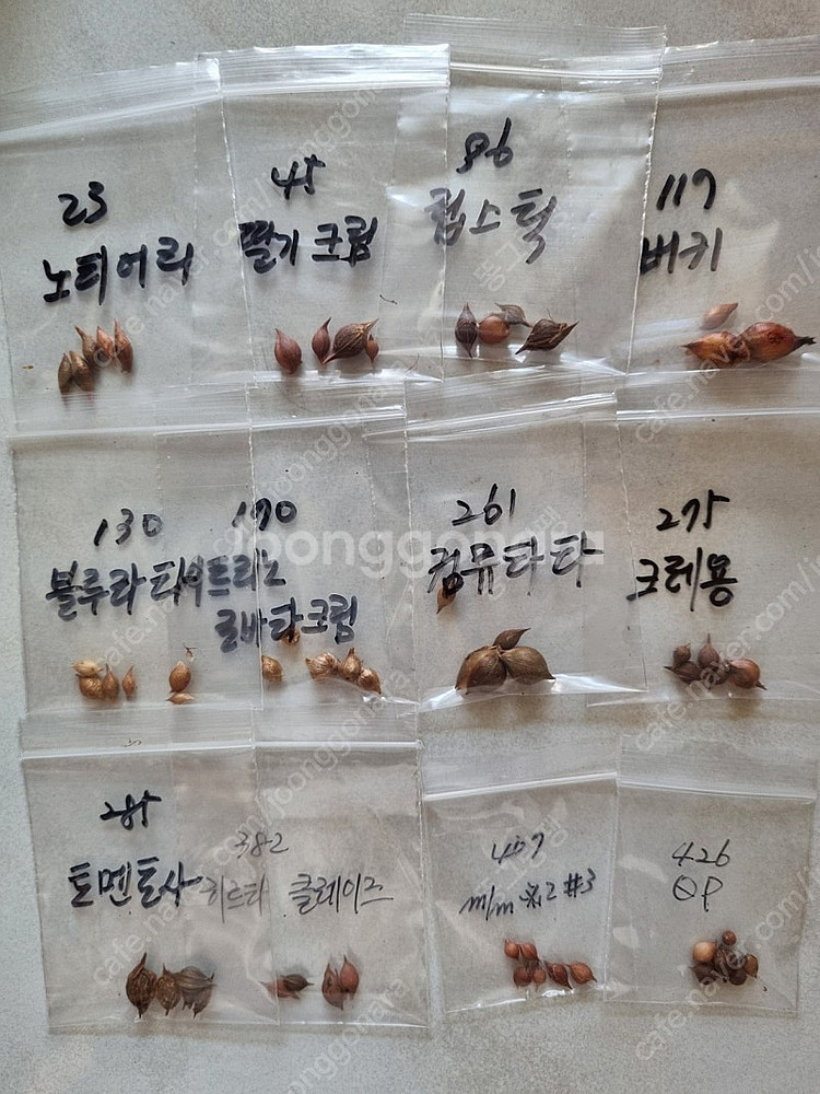 사랑초--7