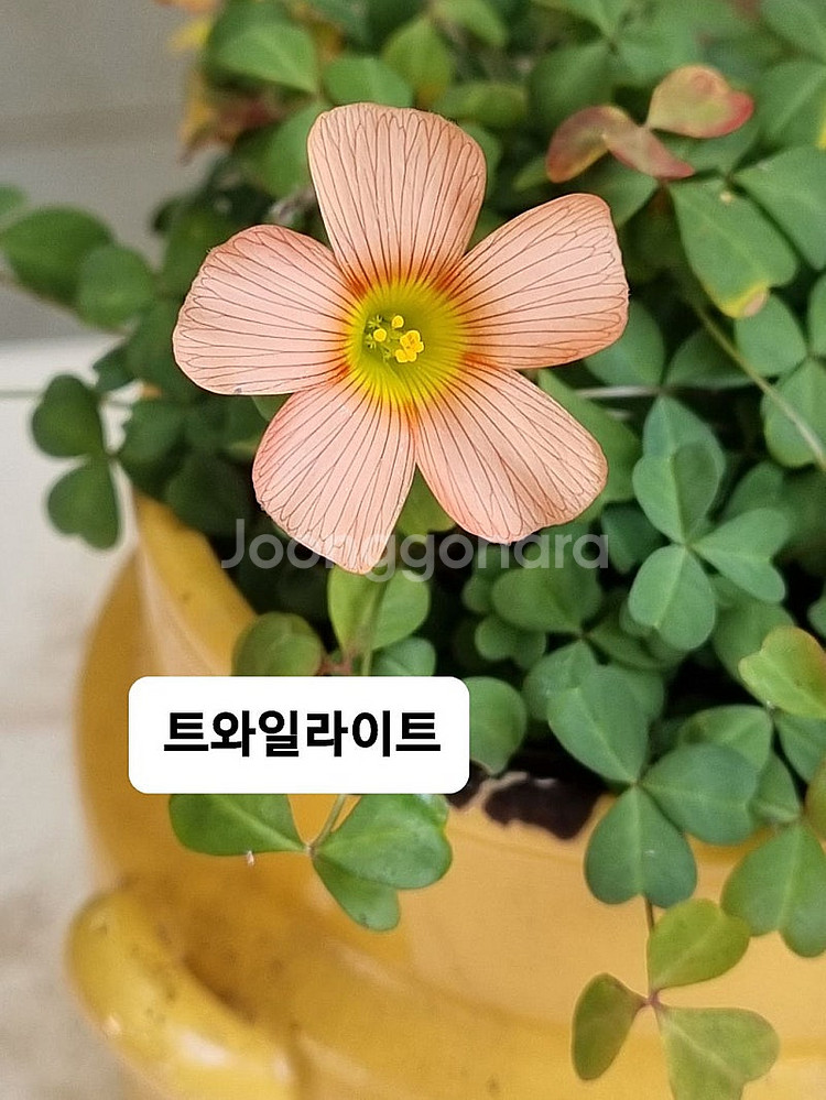 사랑초--9