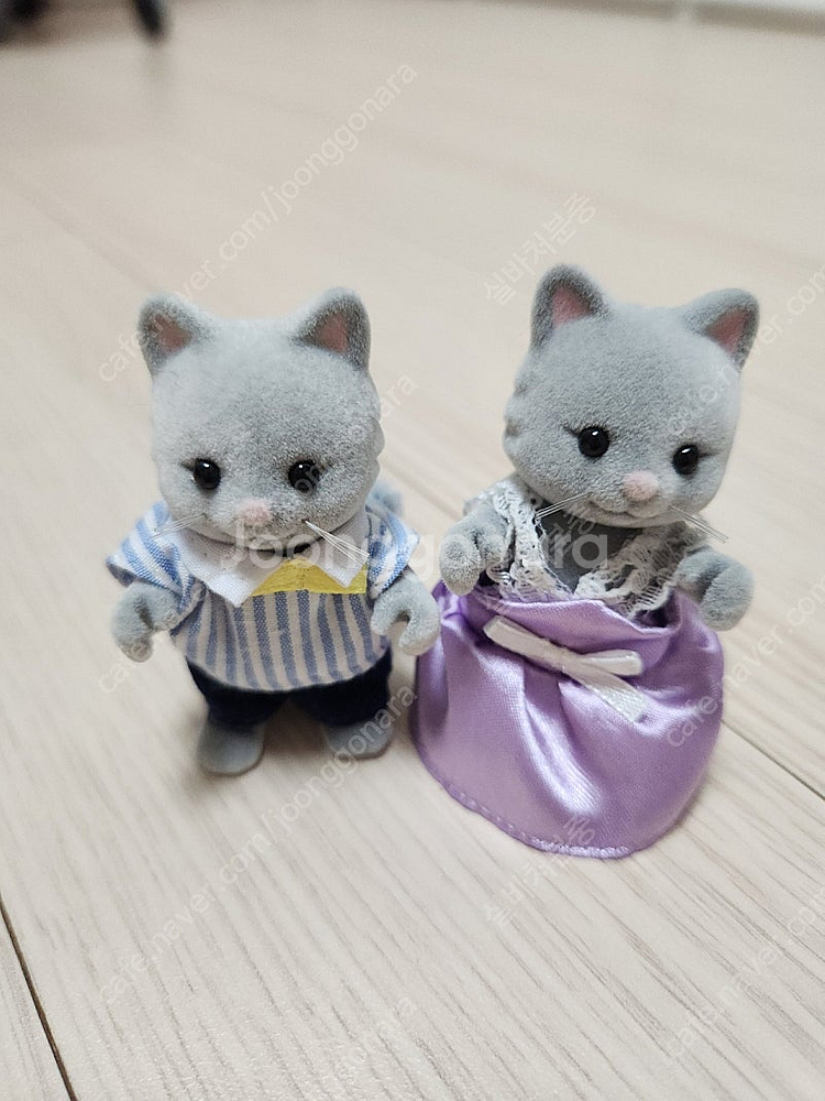실바니안 올드 심킨스 고양이 남매 생일 파티--0
