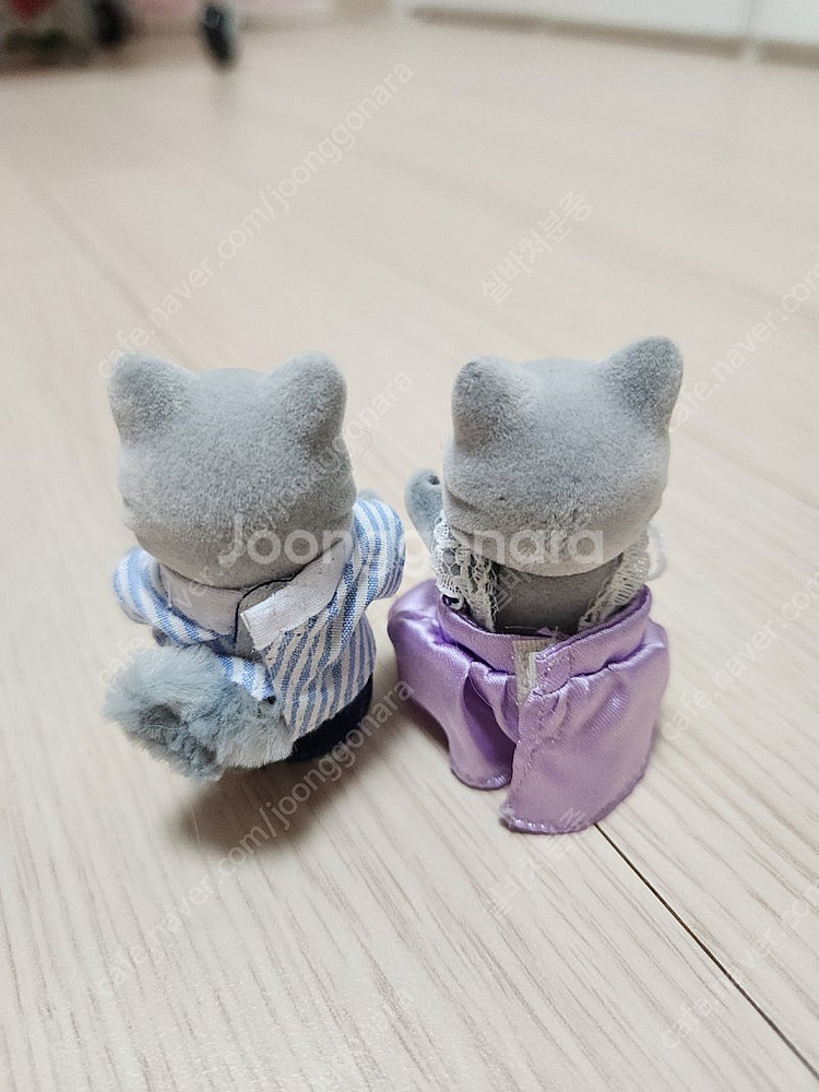 실바니안 올드 심킨스 고양이 남매 생일 파티--1