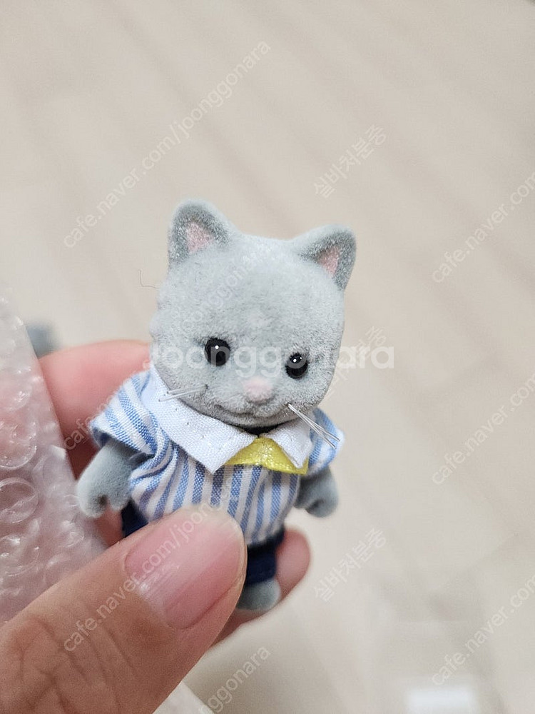 실바니안 올드 심킨스 고양이 남매 생일 파티--4