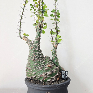 Fouauieria fasciculata 파시쿨라타 야생(가격수정)