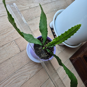 독일황후선인장 분양합니다