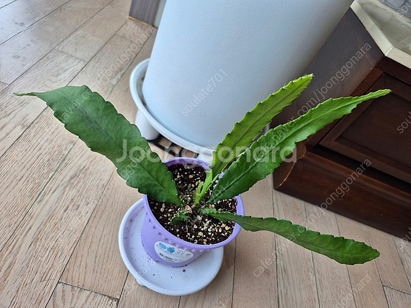 독일황후선인장 분양합니다--2