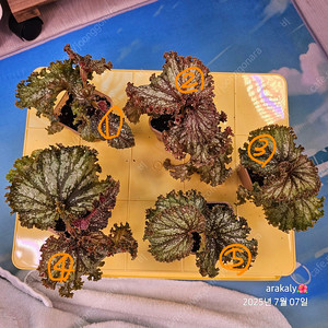 식물/베고니아/플라밍고댄스