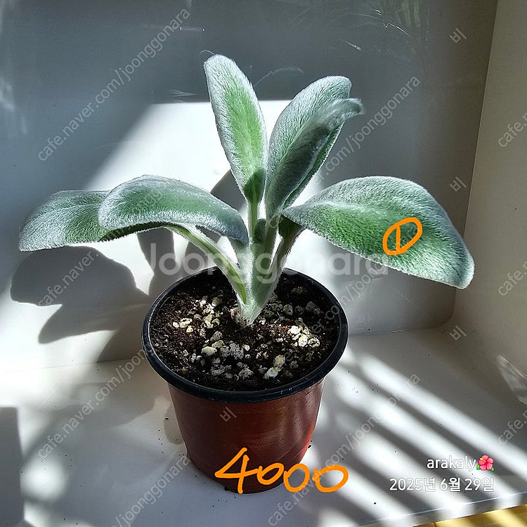 식물/램스이어/허브--0