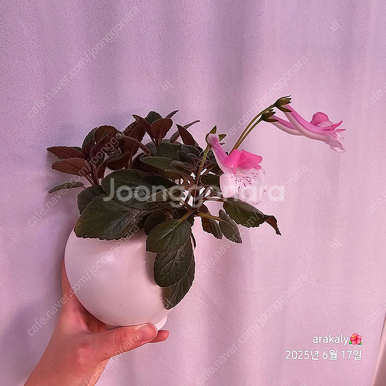 식물/신닌기아-스톤율리아--0