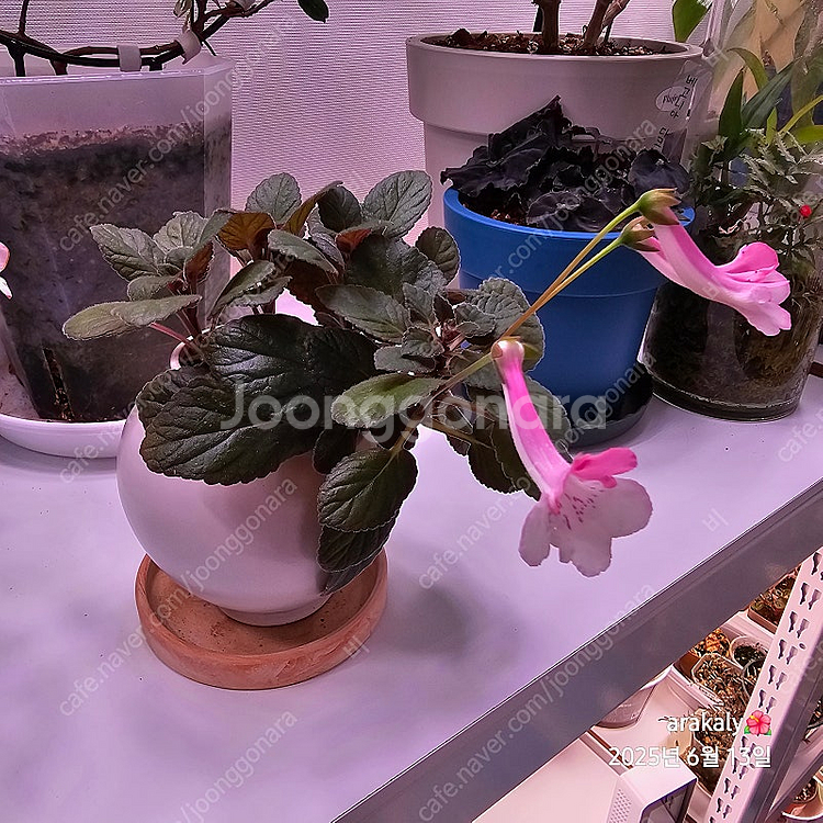 식물/신닌기아-스톤율리아--1