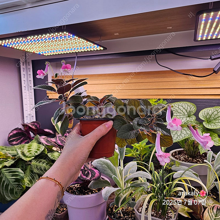 식물/신닌기아-스톤율리아--2