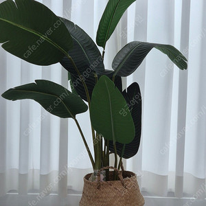 극락조인조화분
