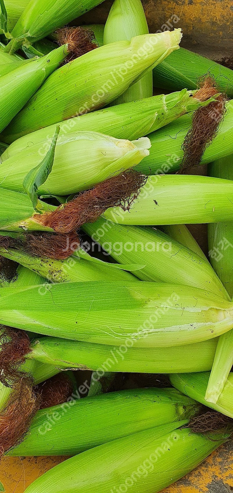 삼척 찰 옥수수 판매 합니다(택포4만)--0