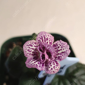 Srg's Blue flam (블루프레임) 미니신닌기아