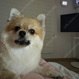 T다이렉트 Z폴드7-플립7 15만원권 쿠폰3장일괄