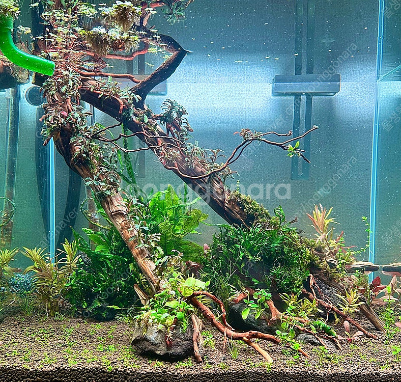 2자광폭어항 레이아웃 성형유목 구조물(택배가능)--1