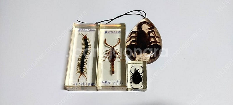 지네,전갈,풍뎅이 레진 박제 세트--0