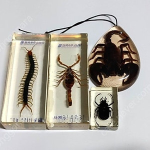 지네,전갈,풍뎅이 레진 박제 세트