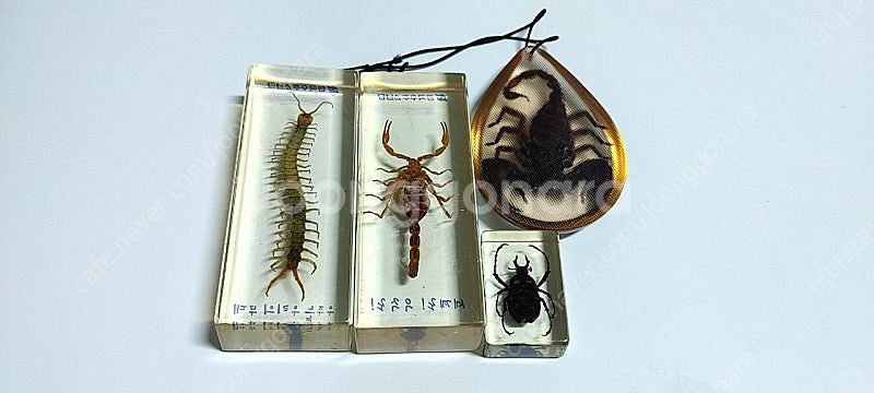 지네,전갈,풍뎅이 레진 박제 세트--1