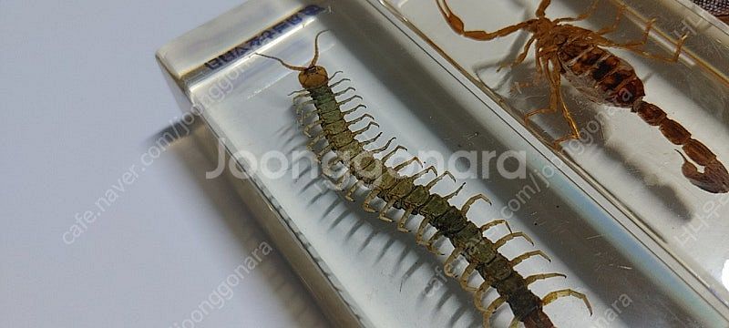 지네,전갈,풍뎅이 레진 박제 세트--2