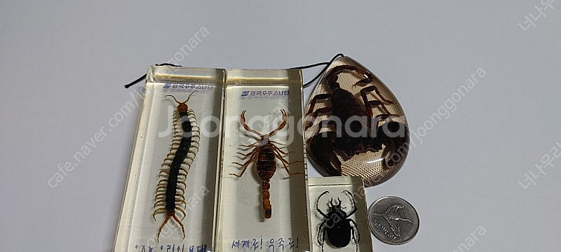 지네,전갈,풍뎅이 레진 박제 세트--5