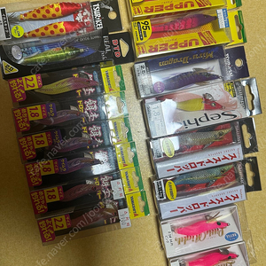 한치에기 팝니다