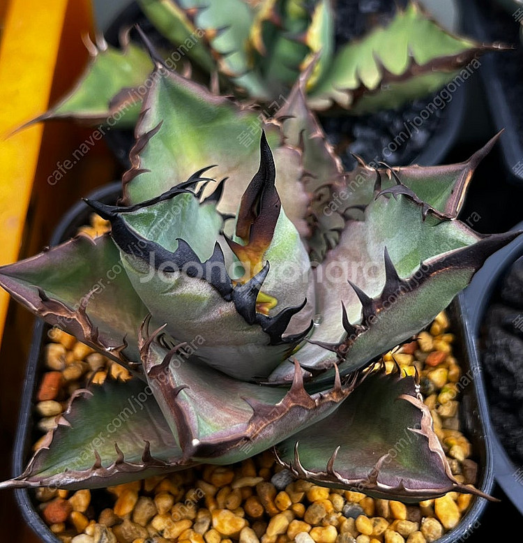 아가베티타노타 흑화염 판매합니다.--1