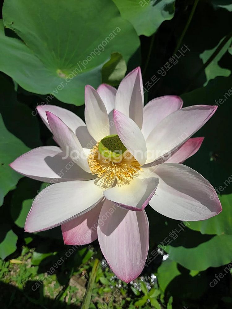 대명 변산 천안 소노벨 평창 휘닉스파크 영덕파나크 리조...--0