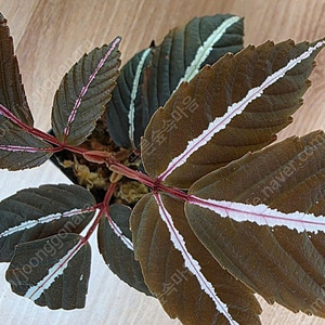 리아 아마빌리스 Leea amabilis