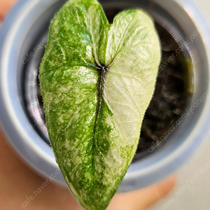 알로카시아 잭클린 미스틱 바리에가타