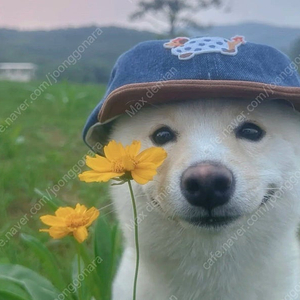 퀘스트 프로 구매합니다