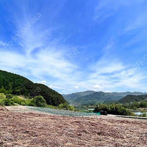 함양산 햇 건고사리