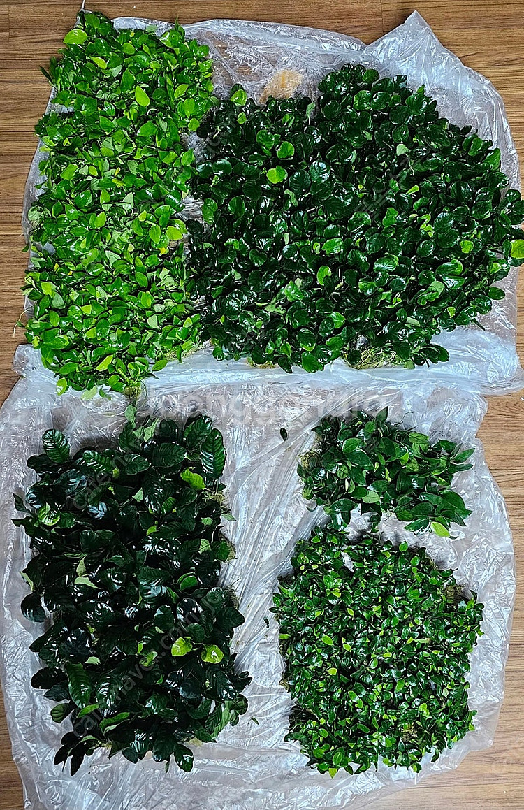커피폴리아나나,왕코인나나,골드나나,덴마크나나,윙클리프나...--5