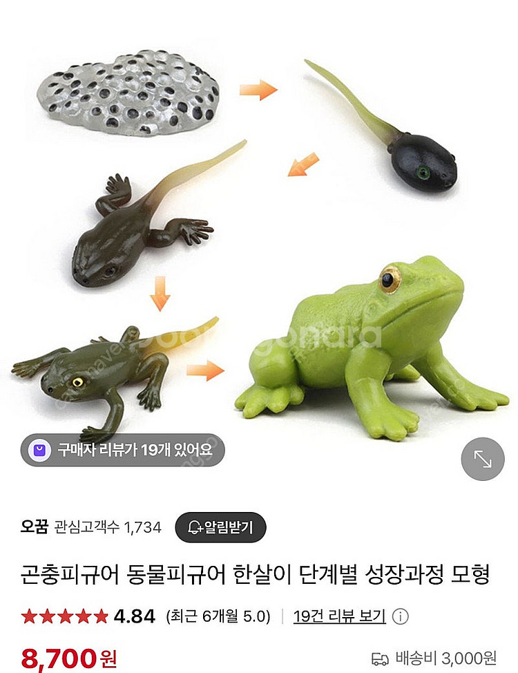 곤충 모형 피규어 6종 성장 곤충--1