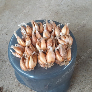 쪽파 종자 팝니다