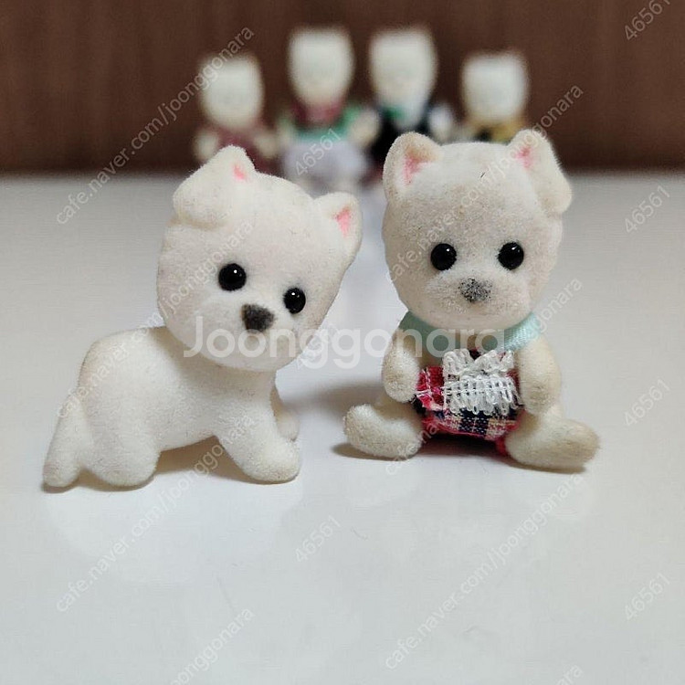 구함)실바니안 웨스트 테리어 쌍둥이 구힘--0