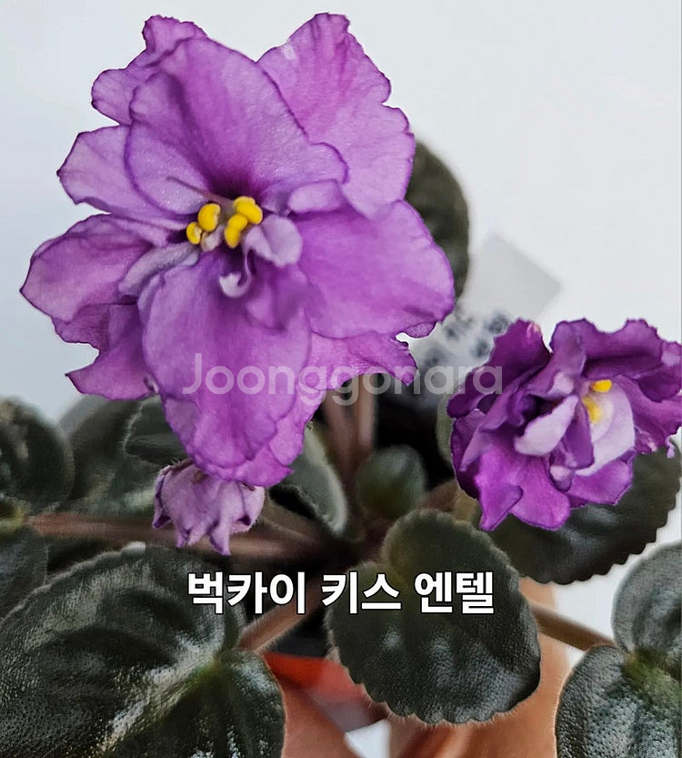 BB다리나포함 제라늄아님 러시아바이올렛 5종 일괄분양 ...--1