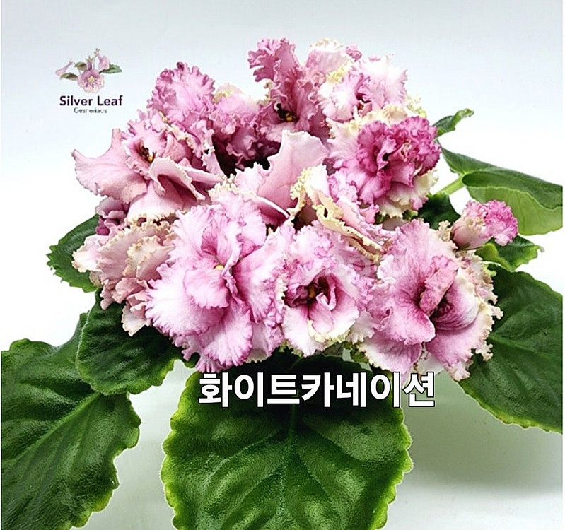 BB다리나포함 제라늄아님 러시아바이올렛 5종 일괄분양 ...--2