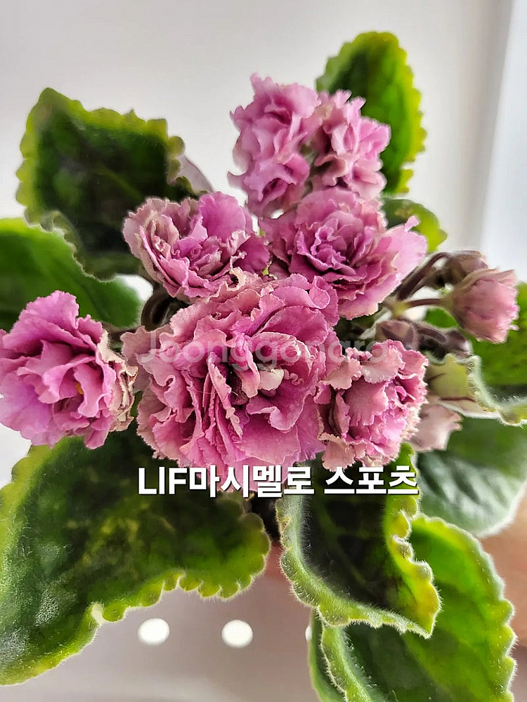 BB다리나포함 제라늄아님 러시아바이올렛 5종 일괄분양 ...--4