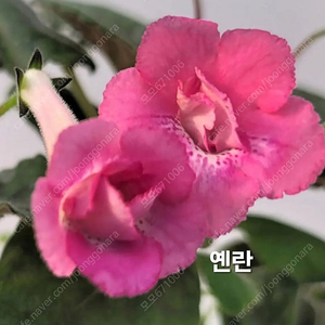 옌란 포함 미니신닌기아 3종 일괄분양 합니다