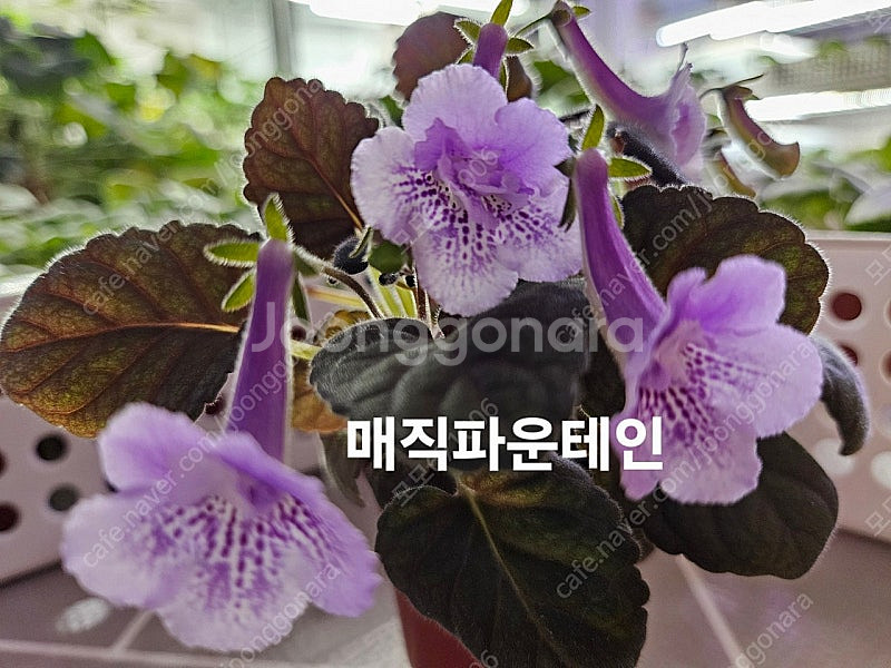 옌란 포함 미니신닌기아 3종 일괄분양 합니다--1