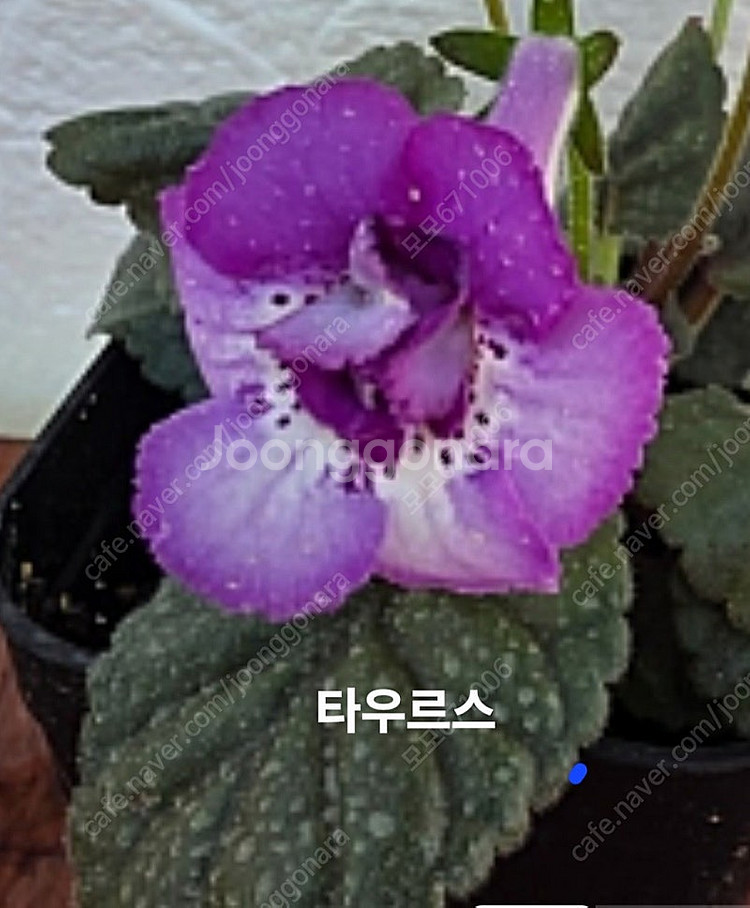 옌란 포함 미니신닌기아 3종 일괄분양 합니다--2