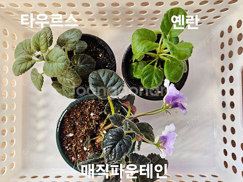 옌란 포함 미니신닌기아 3종 일괄분양 합니다--3
